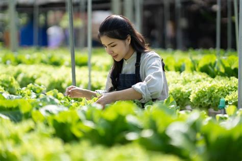 Nature's Bounty: A Symphony of Seeds and Soil - Unveiling the Secrets of Traditional Korean Farming