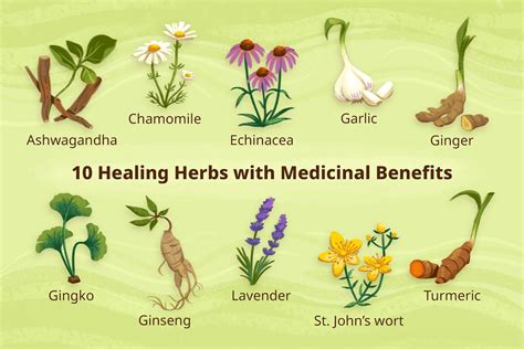  Medicinal Herbs: Exploring Nature's Healing Treasures